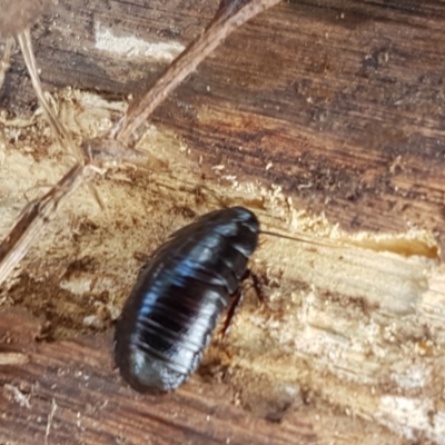 Panesthia australis (Common wood cockroach) at Mitchell, ACT - 17 Dec 2020 by tpreston