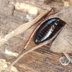 Panesthia australis at Mitchell, ACT - 17 Dec 2020