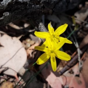 Tricoryne elatior at Mitchell, ACT - 17 Dec 2020