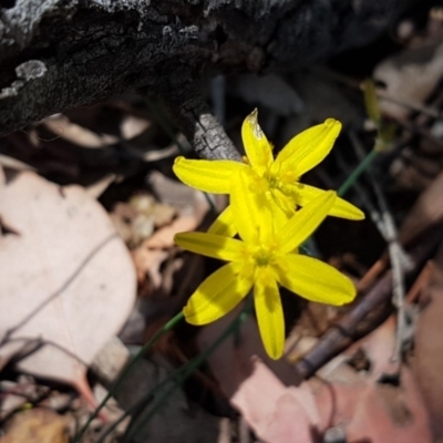 Tricoryne elatior (Yellow Rush Lily) at Crace Grasslands - 17 Dec 2020 by tpreston