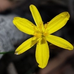 Tricoryne elatior at Mitchell, ACT - 17 Dec 2020