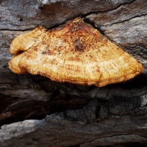 Truncospora ochroleuca at Mitchell, ACT - 17 Dec 2020