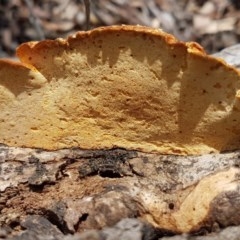 Truncospora ochroleuca at Mitchell, ACT - 17 Dec 2020