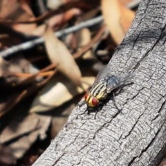 Sarcophagidae sp. (family) (Unidentified flesh fly) at Mitchell, ACT - 17 Dec 2020 by tpreston