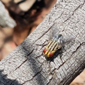 Sarcophagidae (family) at Mitchell, ACT - 17 Dec 2020