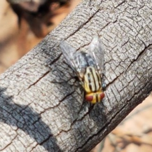 Sarcophagidae (family) at Mitchell, ACT - 17 Dec 2020