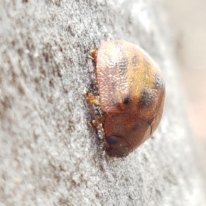 Paropsis sp. (genus) at Mitchell, ACT - 17 Dec 2020