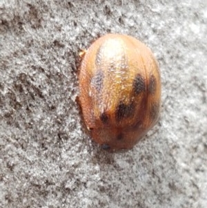 Paropsis sp. (genus) at Mitchell, ACT - 17 Dec 2020 12:58 PM