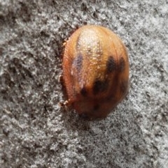 Paropsis sp. (genus) at Mitchell, ACT - 17 Dec 2020