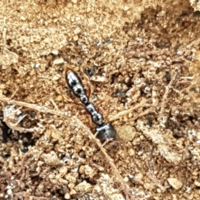 Amblyopone sp. (genus) (Slow ant) at Mitchell, ACT - 17 Dec 2020 by trevorpreston