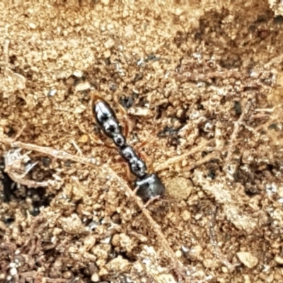 Amblyopone sp. (genus) (Slow ant) at Mitchell, ACT - 17 Dec 2020 by tpreston