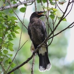 Strepera graculina (Pied Currawong) at Clyde Cameron Reserve - 16 Dec 2020 by Kyliegw