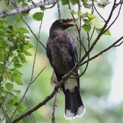 Strepera graculina (Pied Currawong) at Wodonga - 16 Dec 2020 by Kyliegw