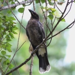 Strepera graculina at Wodonga - 17 Dec 2020