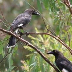 Strepera graculina at Wodonga - 17 Dec 2020