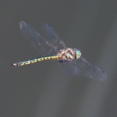 Hemicordulia australiae (Australian Emerald) at Wodonga - 16 Dec 2020 by Kyliegw