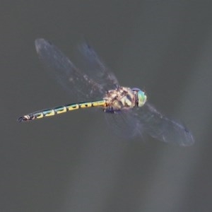 Hemicordulia australiae at Wodonga, VIC - 17 Dec 2020