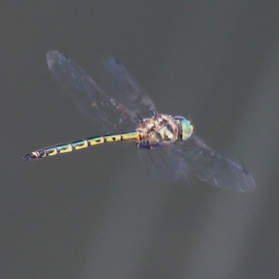 Hemicordulia australiae (Australian Emerald) at Wodonga, VIC - 16 Dec 2020 by Kyliegw