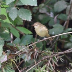 Acrocephalus australis (Australian Reed-Warbler) at Wodonga, VIC - 17 Dec 2020 by KylieWaldon