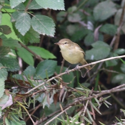 Acrocephalus australis (Australian Reed-Warbler) at Wodonga, VIC - 17 Dec 2020 by KylieWaldon