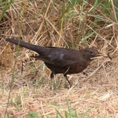 Turdus merula (Eurasian Blackbird) at Wodonga, VIC - 16 Dec 2020 by Kyliegw