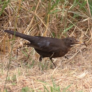 Turdus merula at Wodonga, VIC - 17 Dec 2020 10:45 AM