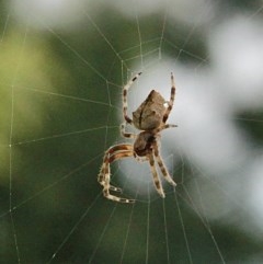 Hortophora sp. (genus) (Garden orb weaver) at Murrumbateman, NSW - 16 Dec 2020 by davobj