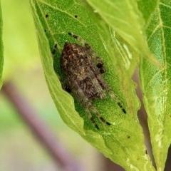 Araneinae (subfamily) (Orb weaver) at Murrumbateman, NSW - 16 Dec 2020 by davobj