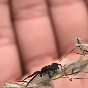 Thomisidae (family) at Acton, ACT - 15 Dec 2020