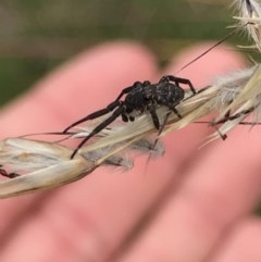 Thomisidae (family) at Acton, ACT - 15 Dec 2020