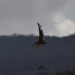 Gallinago hardwickii (Latham's Snipe) at QPRC LGA - 17 Dec 2020 by davidcunninghamwildlife