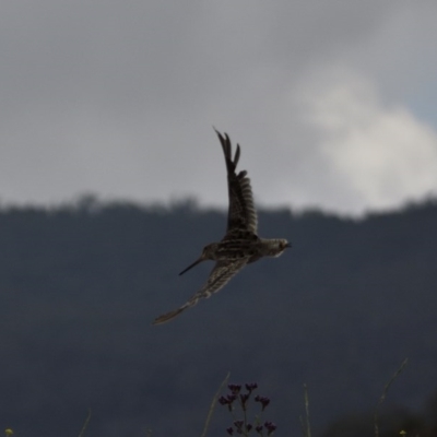 Gallinago hardwickii (Latham's Snipe) at Googong Foreshore - 17 Dec 2020 by davidcunninghamwildlife