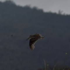 Gallinago hardwickii at Burra, NSW - 17 Dec 2020 11:16 AM