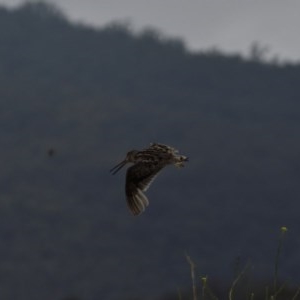 Gallinago hardwickii at Burra, NSW - 17 Dec 2020 11:16 AM