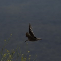 Gallinago hardwickii at Burra, NSW - 17 Dec 2020 11:16 AM