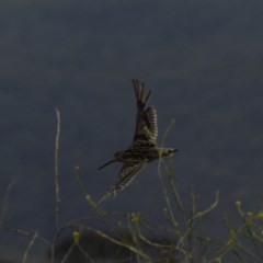 Gallinago hardwickii at Burra, NSW - 17 Dec 2020 11:16 AM