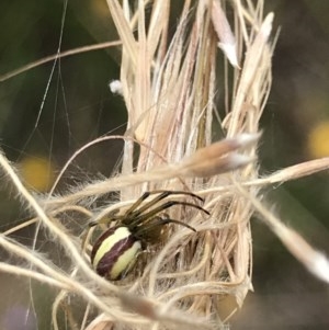 Deliochus sp. (genus) at O'Connor, ACT - 15 Dec 2020