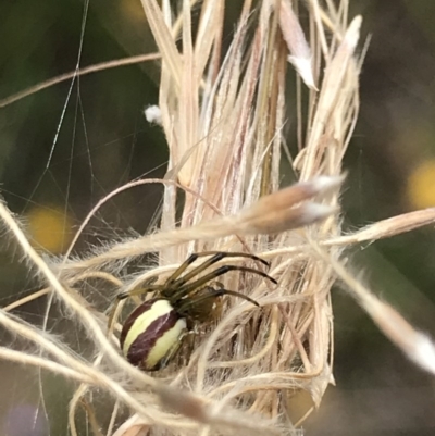 Deliochus sp. (genus) (A leaf curling spider) at Black Mountain - 15 Dec 2020 by MattFox