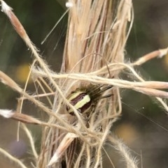 Deliochus sp. (genus) at O'Connor, ACT - 15 Dec 2020