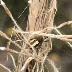 Deliochus sp. (genus) at O'Connor, ACT - 15 Dec 2020