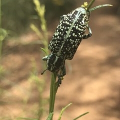 Chrysolopus spectabilis (Botany Bay Weevil) at O'Connor, ACT - 15 Dec 2020 by MattFox