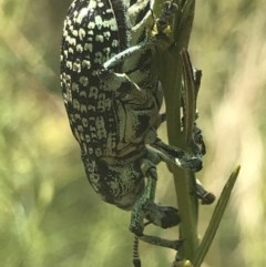 Chrysolopus spectabilis at O'Connor, ACT - 15 Dec 2020