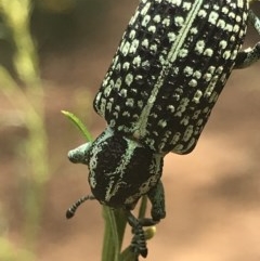 Chrysolopus spectabilis at O'Connor, ACT - 15 Dec 2020