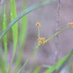 Luzula flaccida (Pale Woodrush) at Wamboin, NSW - 17 Oct 2020 by natureguy