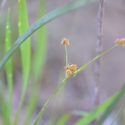 Luzula flaccida (Pale Woodrush) at Wamboin, NSW - 17 Oct 2020 by natureguy