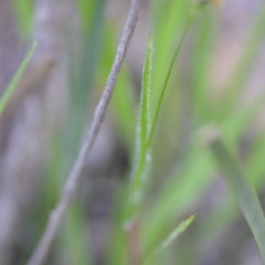 Luzula flaccida at Wamboin, NSW - 17 Oct 2020