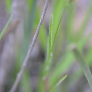 Luzula flaccida at Wamboin, NSW - 17 Oct 2020