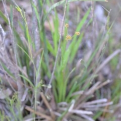 Luzula flaccida at Wamboin, NSW - 17 Oct 2020