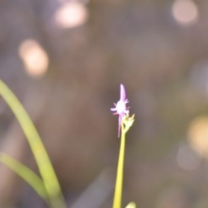 Linaria pelisseriana at Wamboin, NSW - 17 Oct 2020