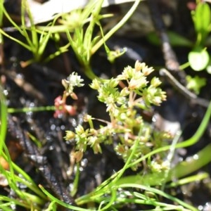 Crassula decumbens var. decumbens at Wamboin, NSW - 17 Oct 2020